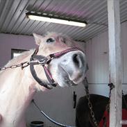 Fjordhest Fenja "Tidl låne pony"