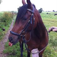 Welsh Pony (sec B) Oldebert's Charites