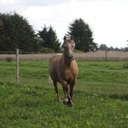 Anden særlig race Sjas