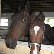 Dansk Varmblod Malou Lyngkær