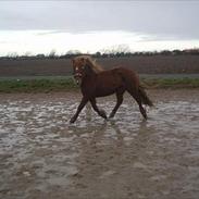 Islænder Messa Frá Àrbakka