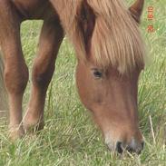 Islænder Messa Frá Àrbakka