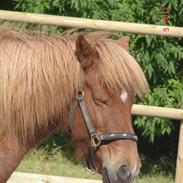 Islænder Messa Frá Àrbakka