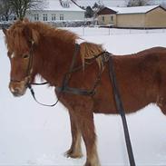 Islænder Messa Frá Àrbakka