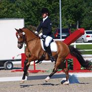 Welsh Pony (sec B) Sir Jackson