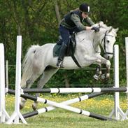 Anden særlig race Kenzo - Udlånt