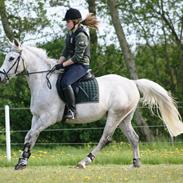 Anden særlig race Kenzo - Udlånt