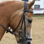 Haflinger Melina/ BELLA <3