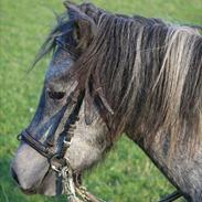 Shetlænder Ivan