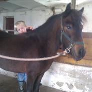 Shetlænder Frøken Smilla (tidliger pony)