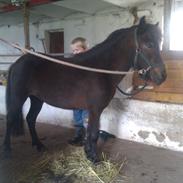 Shetlænder Frøken Smilla (tidliger pony)