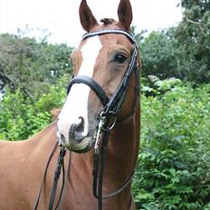 Hannoveraner Son Altesse Avero