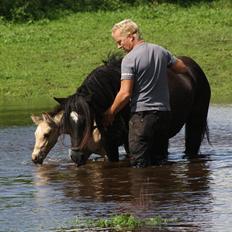 Welsh Cob (sec D) Åvangs Chess