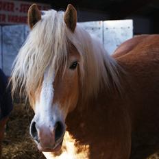 Haflinger Nemo Soldal