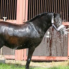 Welsh Pony (sec B) Pandarosa Cloe *SOLGT*