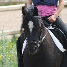 Welsh Pony (sec B) Pandarosa Cloe *SOLGT*