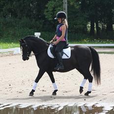 Welsh Pony (sec B) Pandarosa Cloe *SOLGT*