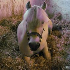 Fjordhest Fenja "Tidl låne pony"