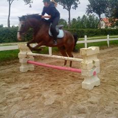 Fransk Sportspony Manel *Soul Mate*