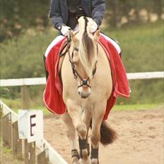 Fjordhest Gajol Møldrup