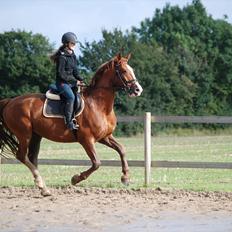 Frederiksborg Icarus Mignon