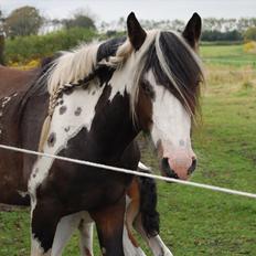 Irish Cob Shiloh 7 (Lucy)