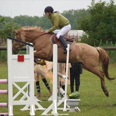 Anden særlig race Golden Dane (Bailey)