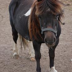 Anden særlig race Lotte