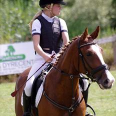 Dansk Varmblod Jo's Apple