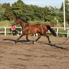 Dansk Varmblod Søgaards Lacoste