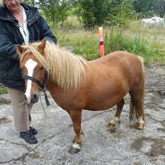 Shetlænder Fie