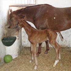 Dansk Varmblod Alibelle