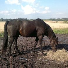 Traver Stelmach´s Callisto<3