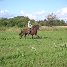 Islænder Loâ fra Nørremarken