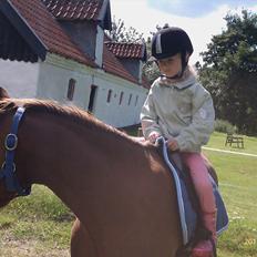 Welsh Pony (sec B) Bjerregårds Gandalf