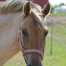 Anden særlig race Odin