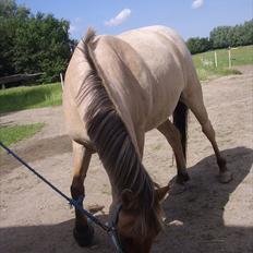 Anden særlig race Odin