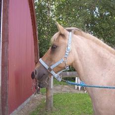 Anden særlig race Odin