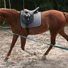 Frederiksborg Pricella