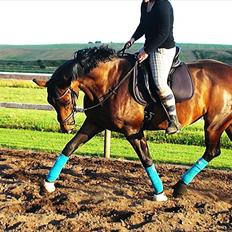 Dansk Varmblod Challenger