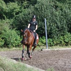 Standardbred Good As Perfect