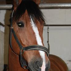 Anden særlig race Jack