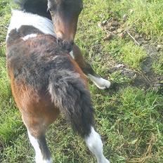 Anden særlig race Coco Chanell