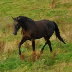 Dansk Varmblod Henlore