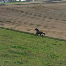 Dansk Varmblod Henlore