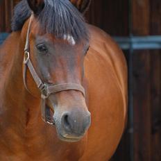 New Forest Moonlight    (rider)