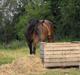 Dansk Varmblod Henlore