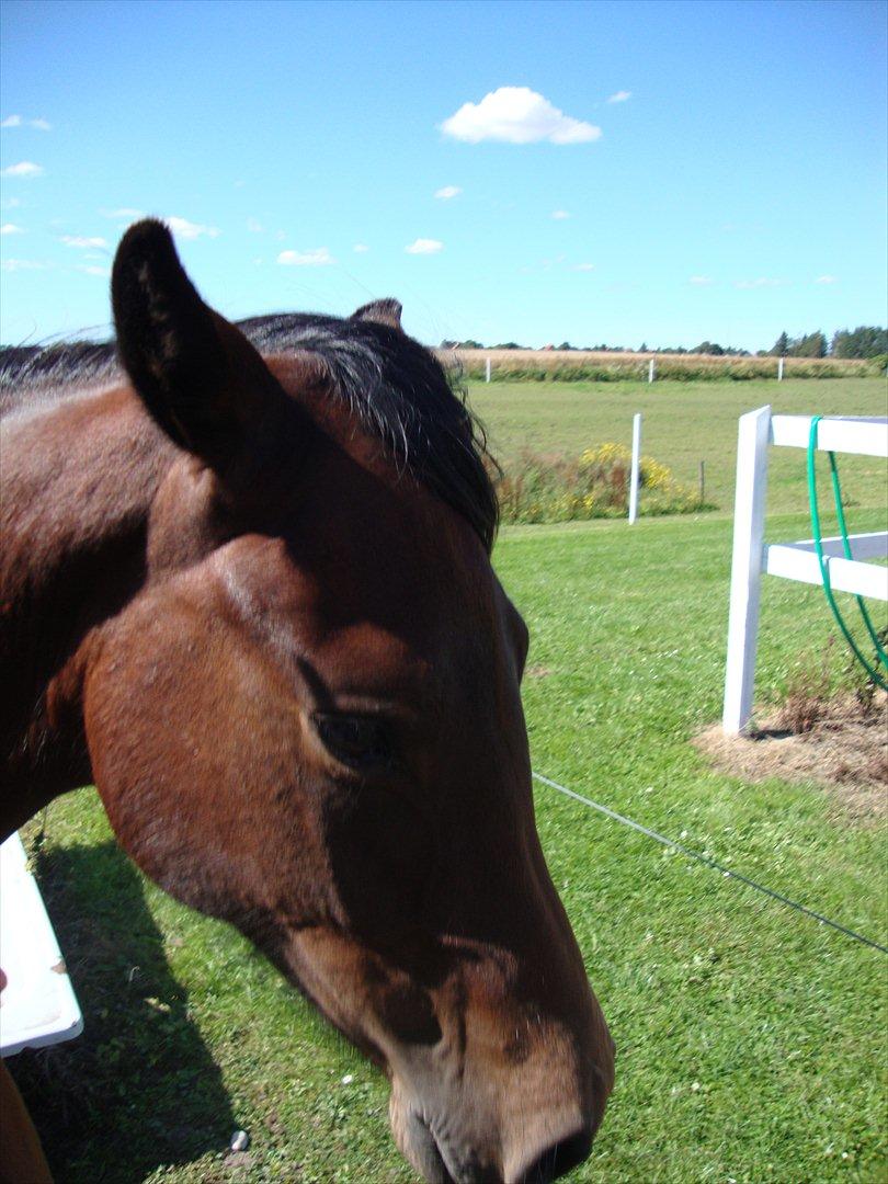 DSP LGM Bonwii (solgt) - Jeg gider ikke blive fotograferet! billede 10