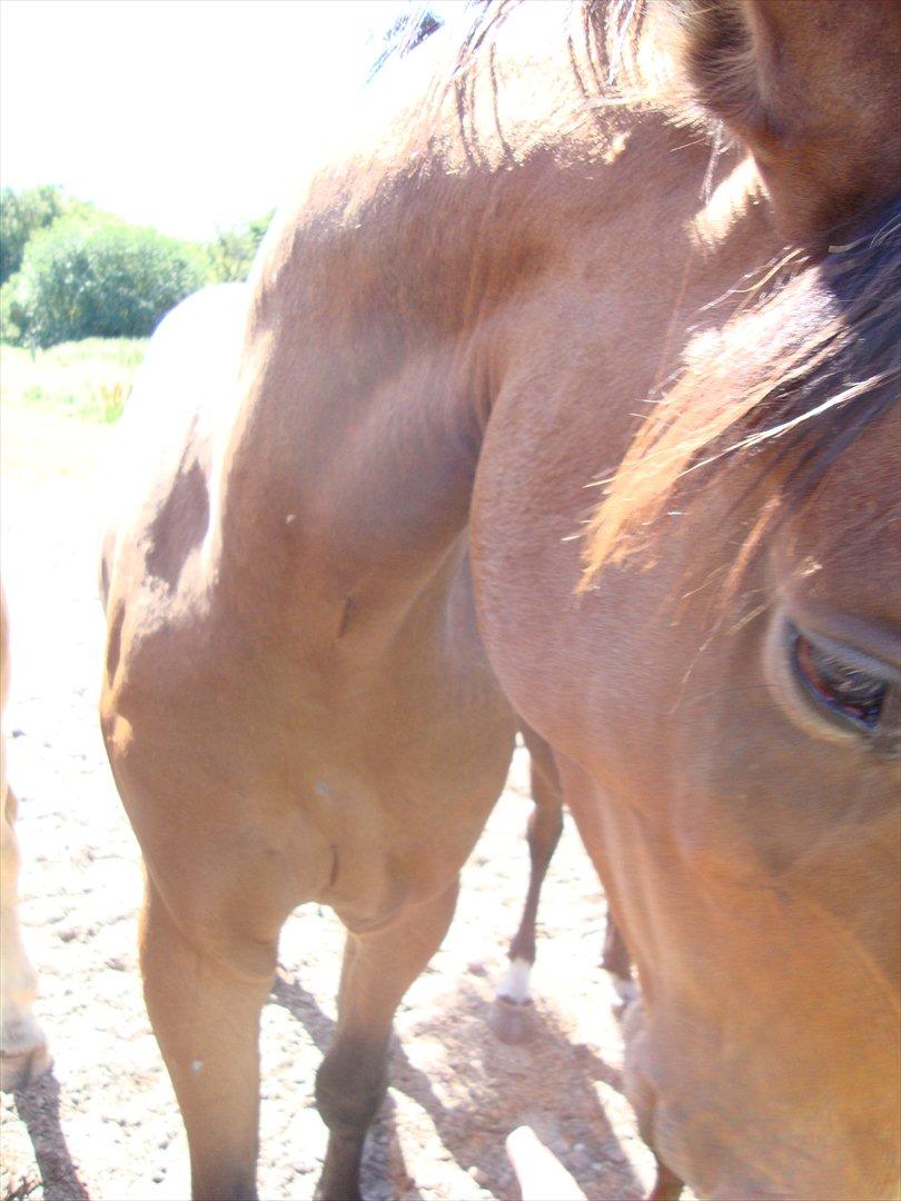 DSP LGM Bonwii (solgt) billede 11