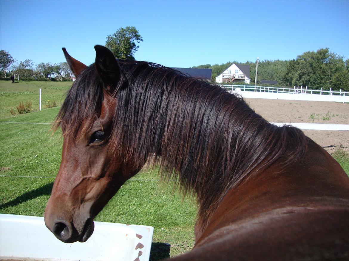 DSP LGM Bonwii (solgt) - Jeg elsker at blive kløet på måsen... billede 12